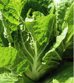 Chinese Cabbage