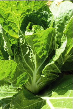 Chinese Cabbage