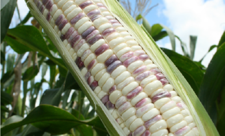 Waxy Corn