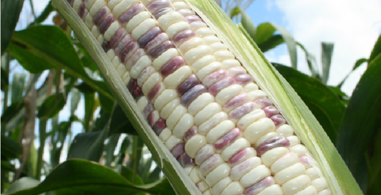 Waxy Corn