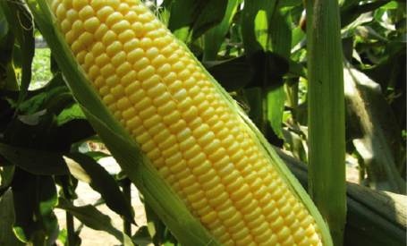 Sweet Corn