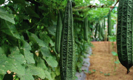 Ridge Gourd