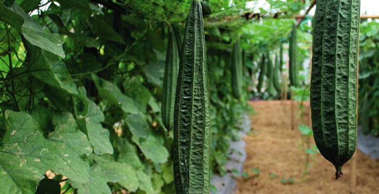 Ridge Gourd