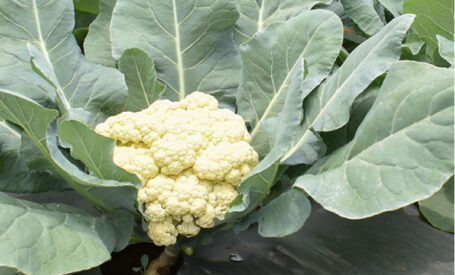 Cauliflower