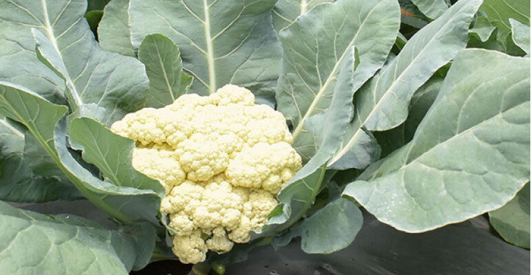 Cauliflower