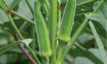 Okra