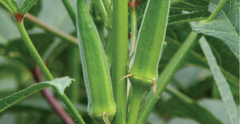 Okra