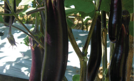 Eggplant