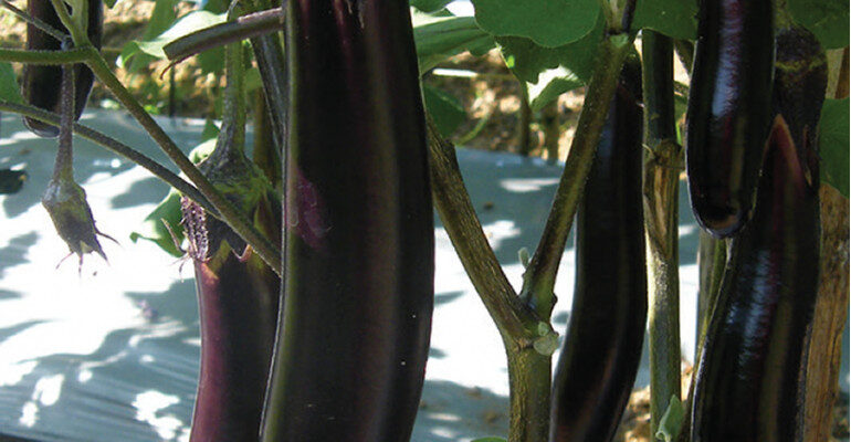 Eggplant