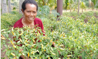 Menuai Hasil Gemilang dari Kebun Cabai